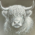 Highland Cow