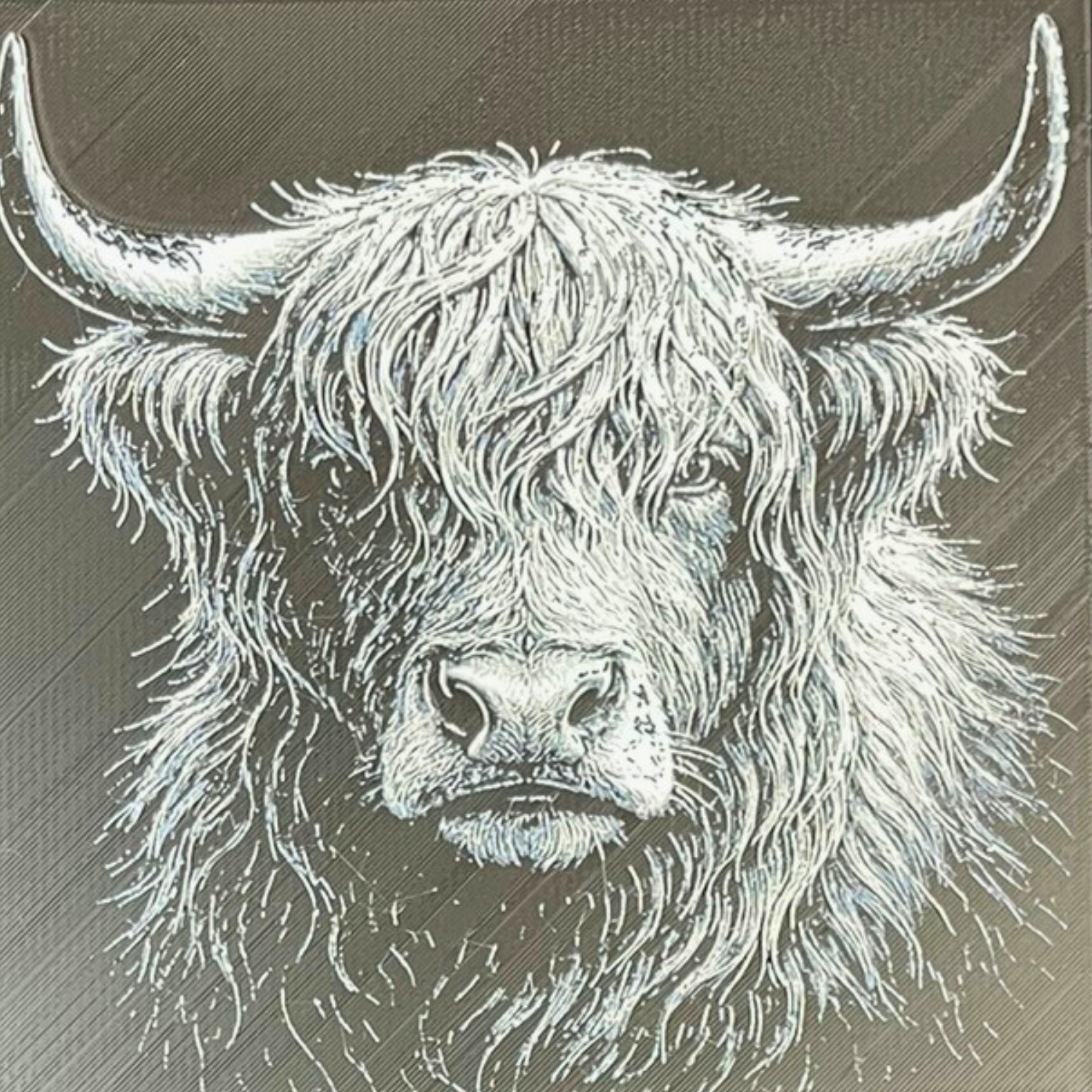 Highland Cow